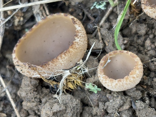iNaturalist observation photo of Cups