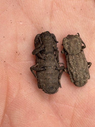 iNaturalist observation photo of Wrinkled Ironclad Beetle