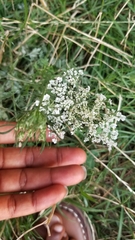 Daucus carota