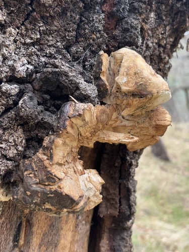 iNaturalist observation photo of Western Hardwood Sulphur Shelf