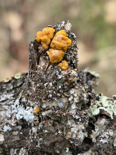 iNaturalist observation photo of Naematelia