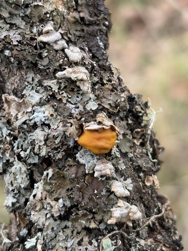 iNaturalist observation photo of Stereum ochraceoflavum