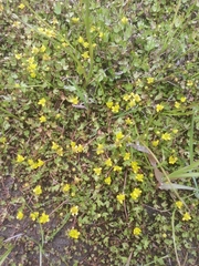 Ranunculus hyperboreus