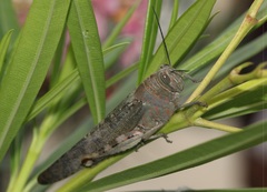 Anacridium flavescens