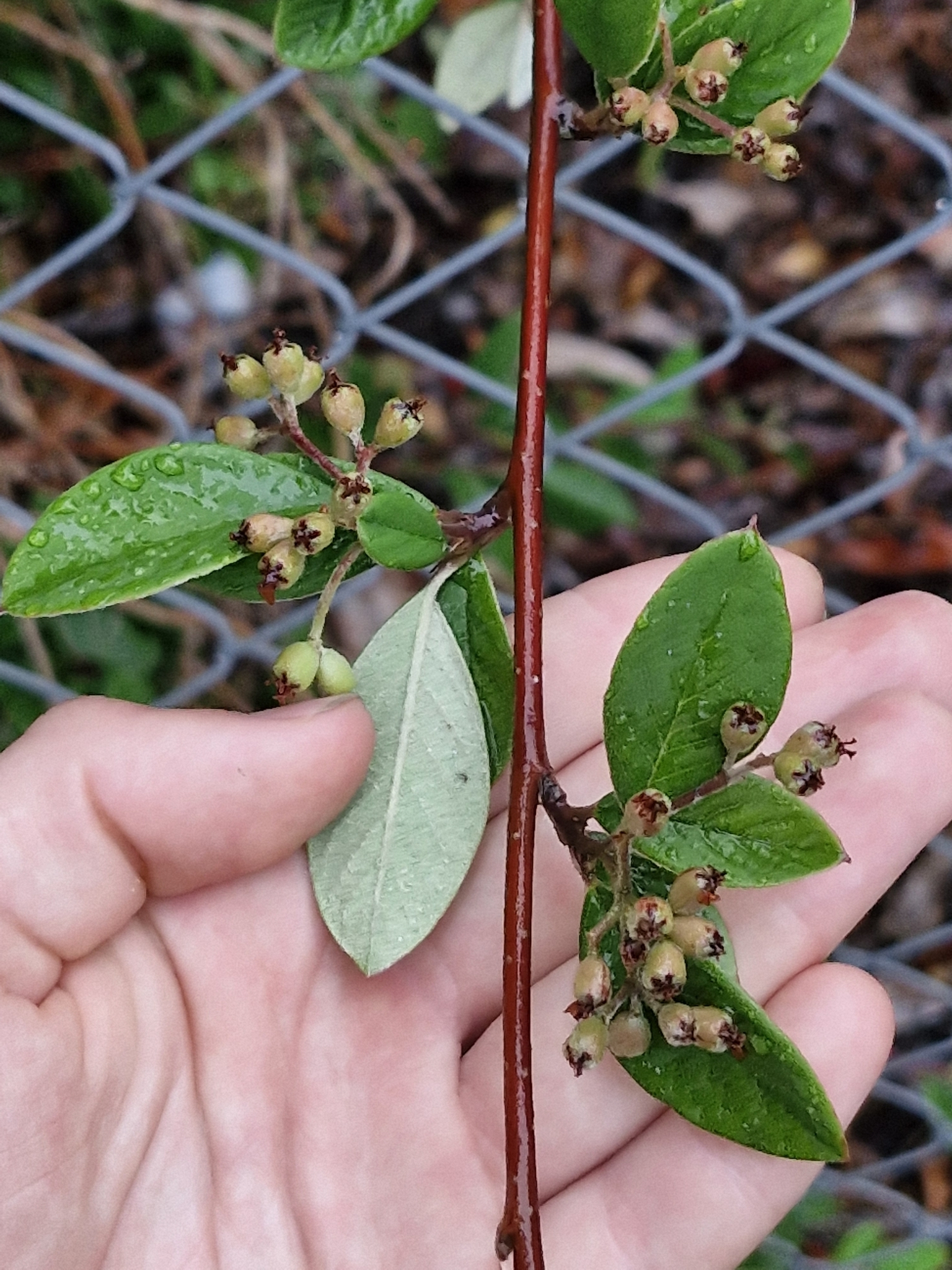 Imagem de Cotoneaster