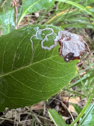 Stigmella heteromelis photo 3