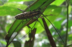 Macrochenus tigrinus