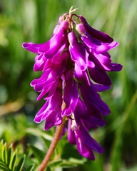 Hedysarum hedysaroides