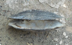 Lasmigona complanata