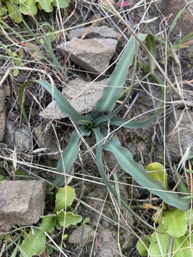 iNaturalist observation photo of wavy-leafed soap plant
