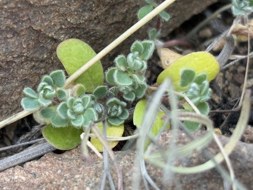iNaturalist observation photo of foothill deervetch