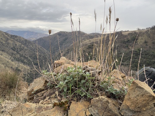 iNaturalist observation photo of Coyote Mint