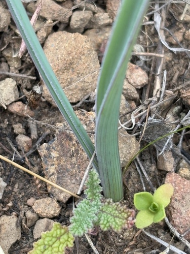 iNaturalist observation photo of mariposa lilies