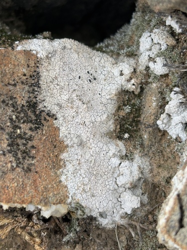 iNaturalist observation photo of Common Lichens