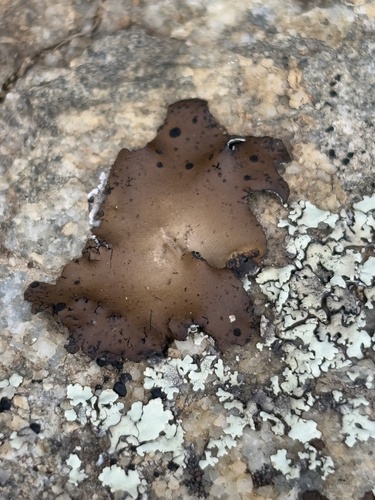 iNaturalist observation photo of Emery Rocktripe Lichen