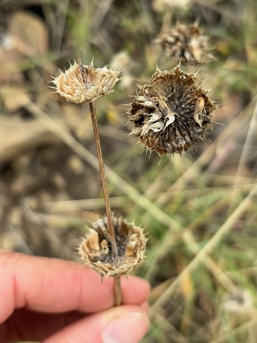iNaturalist observation photo of Chia