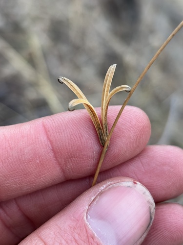 iNaturalist observation photo of Clarkias