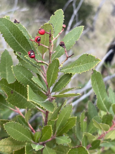 iNaturalist observation photo of Toyon