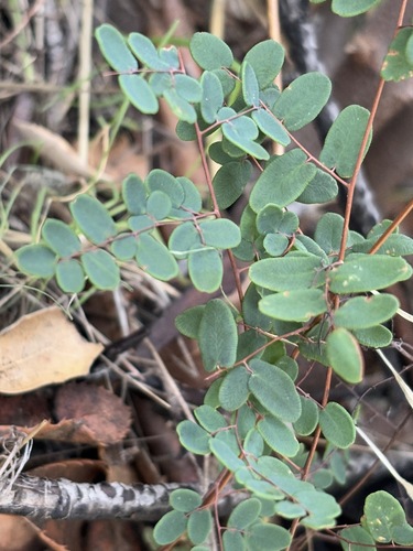 iNaturalist observation photo of Coffee Fern