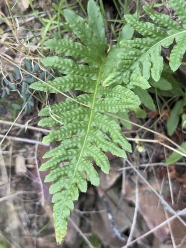 iNaturalist observation photo of California Polypody