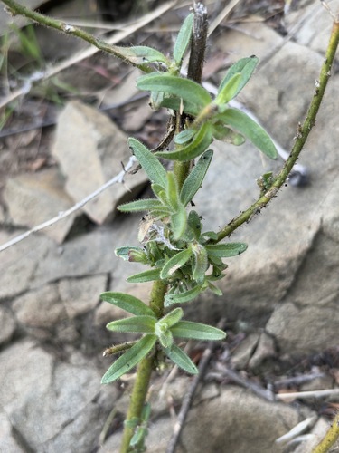 iNaturalist observation photo of Sierra Snapdragon