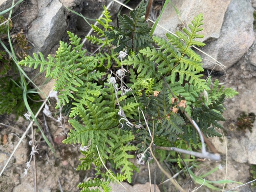 iNaturalist observation photo of goldback fern