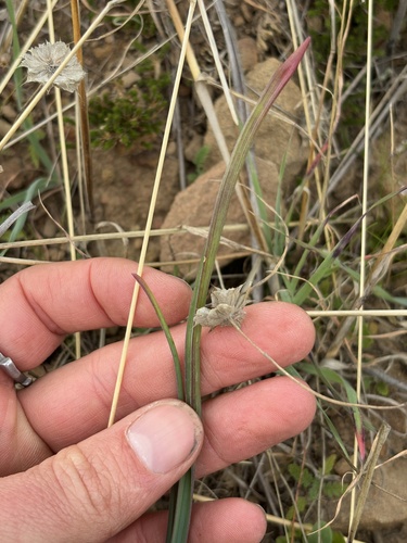 iNaturalist observation photo of blue dicks