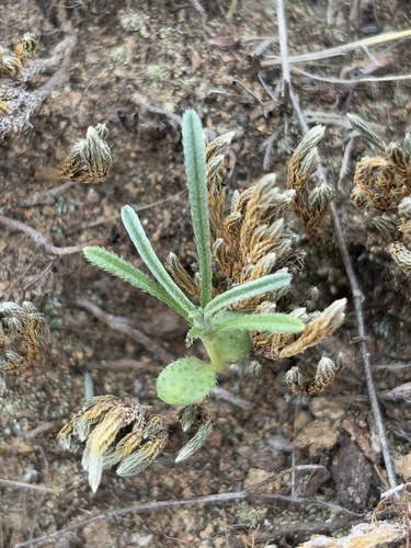 iNaturalist observation photo of Annual Cryptanthas