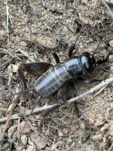 iNaturalist observation photo of Gryllus