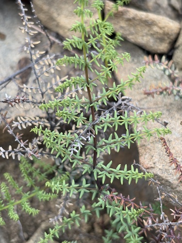 iNaturalist observation photo of bird's foot cliffbrake
