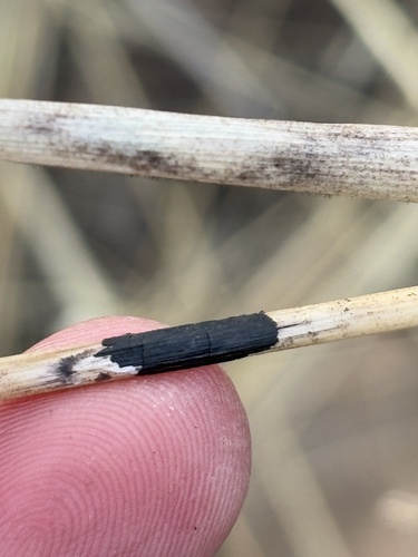 iNaturalist observation photo of Smut fungi