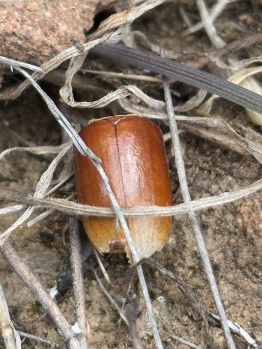 iNaturalist observation photo of Beetles