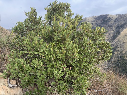 iNaturalist observation photo of Toyon