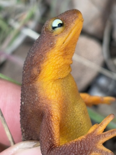 iNaturalist observation photo of California Newt
