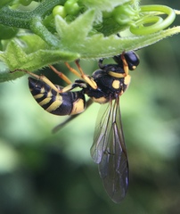 Euodynerus curictensis