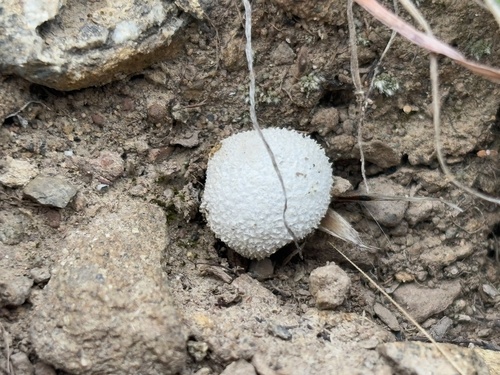 iNaturalist observation photo of Lycoperdon