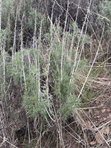 iNaturalist observation photo of California sagebrush