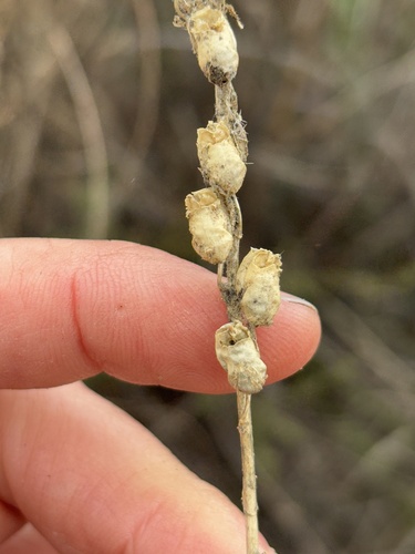 iNaturalist observation photo of Sierra Snapdragon