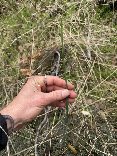 iNaturalist observation photo of mariposa lilies