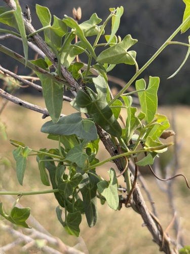 iNaturalist observation photo of Pacific False Bindweed