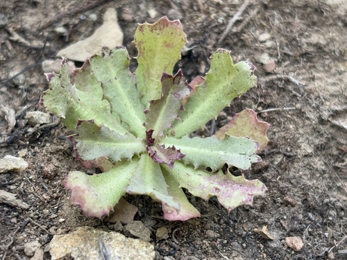 iNaturalist observation photo of Lettuce, Chicory, Dandelion and Salsify Tribe