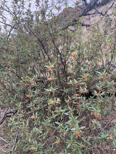iNaturalist observation photo of orange bush monkeyflower