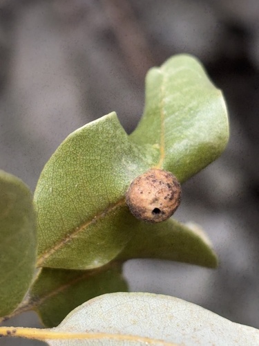 iNaturalist observation photo of Heteroecus