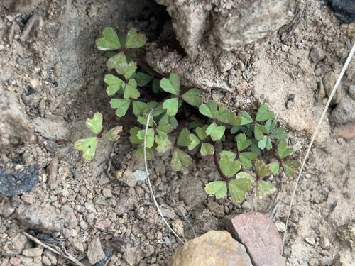 iNaturalist observation photo of Notchleaf Clover