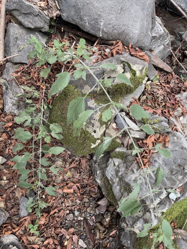 iNaturalist observation photo of nettles