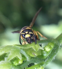 Euodynerus curictensis