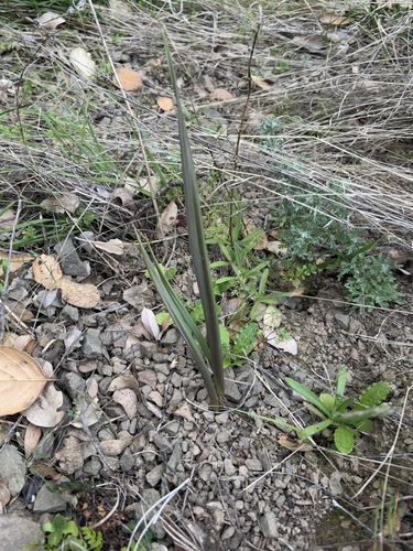 iNaturalist observation photo of mariposa lilies