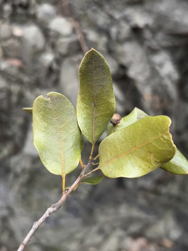 iNaturalist observation photo of canyon live oak