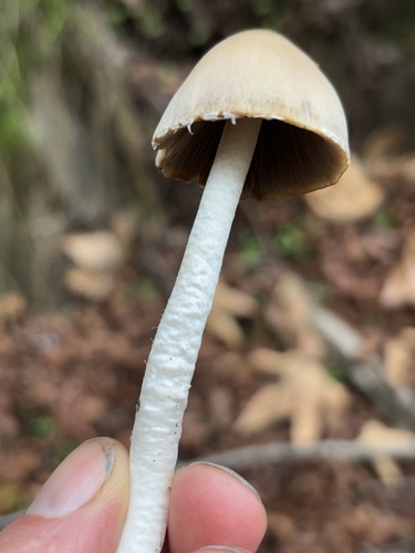 iNaturalist observation photo of Tall Psathyrella