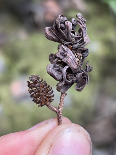 iNaturalist observation photo of Western American Alder Tongue Gall